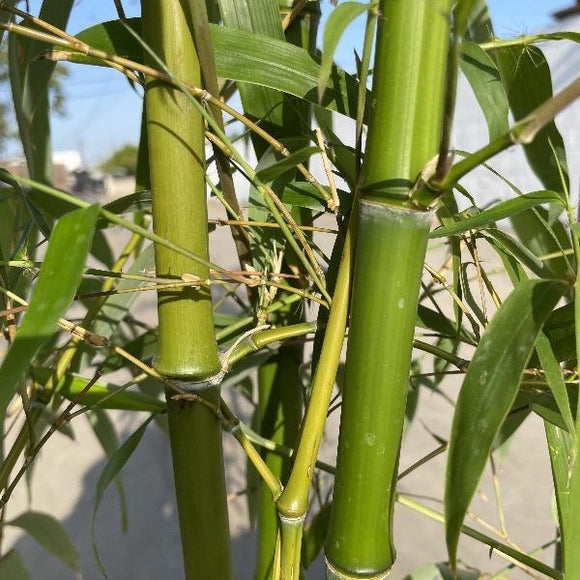 Giant Timber Bamboo