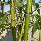 Giant Timber Bamboo
