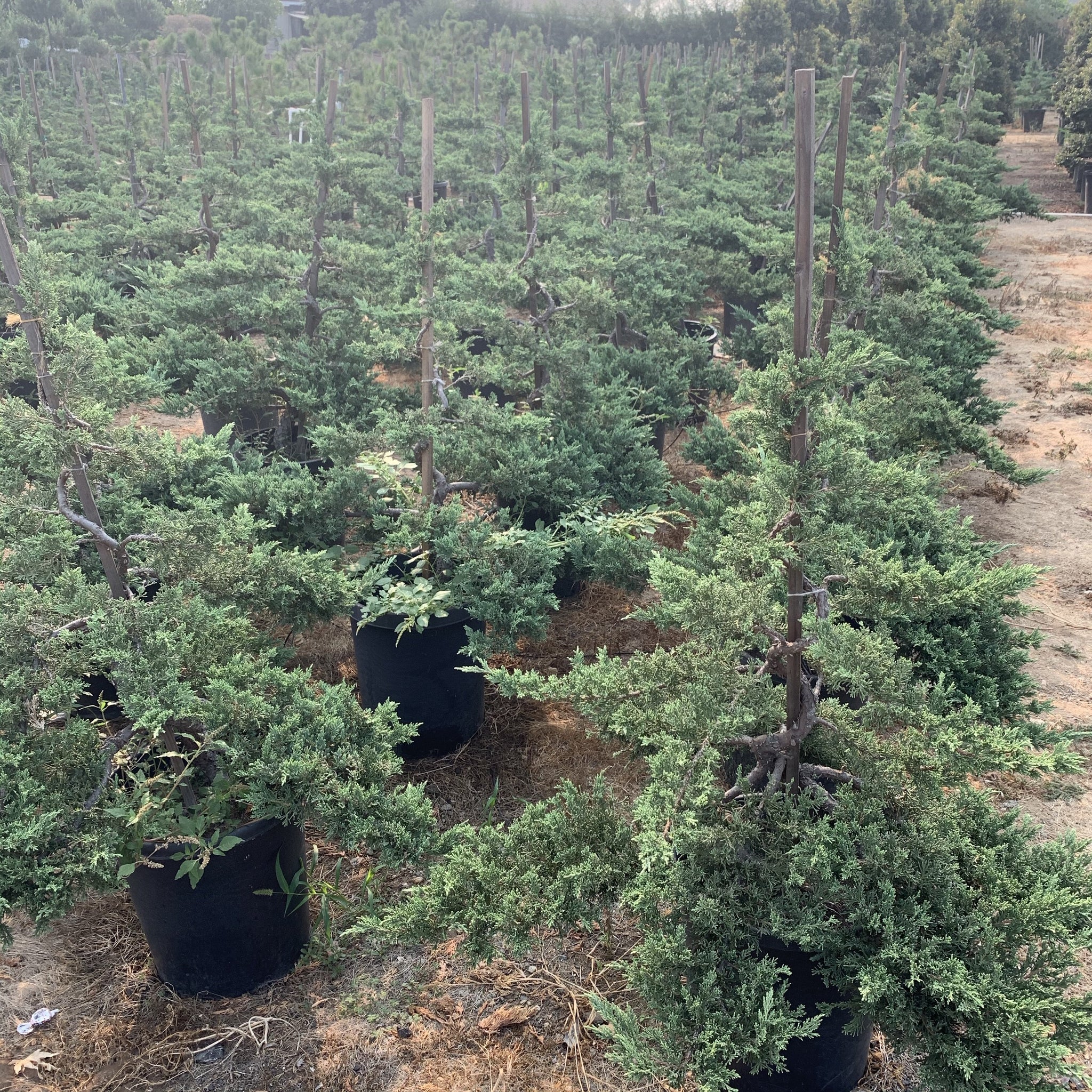 日本花園杜松盆景樹| C&J Gardening Center