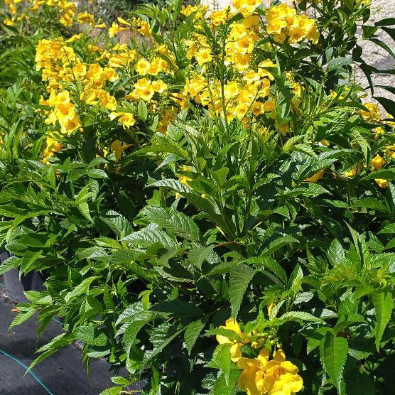 Yellow Trumpet Flower | C&J Gardening Center