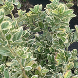 Silver Queen Euonymus - C&J Gardening Center