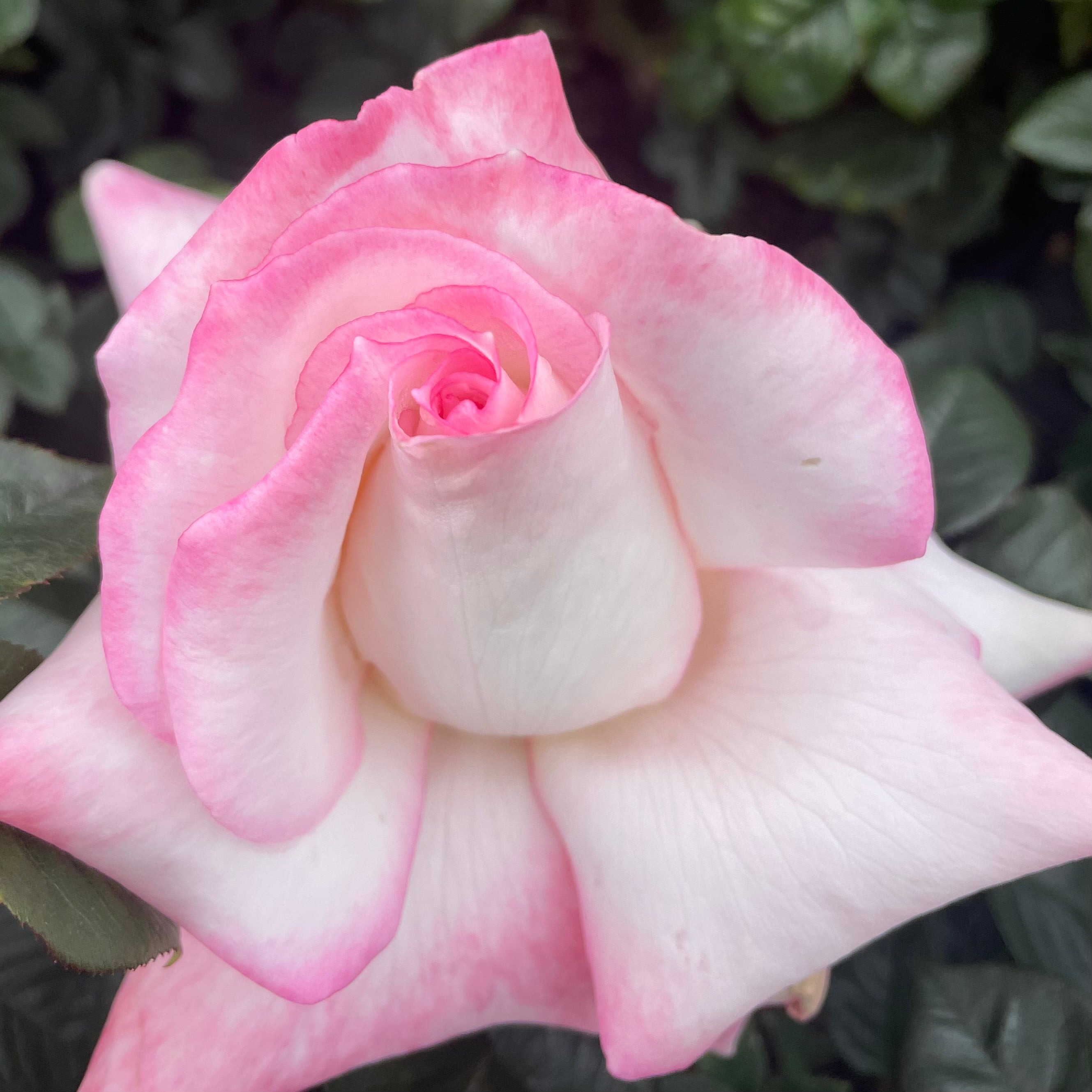 Secret Rose | C&J Gardening Center