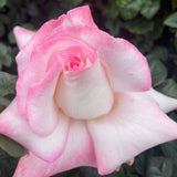 Secret Rose Shurb