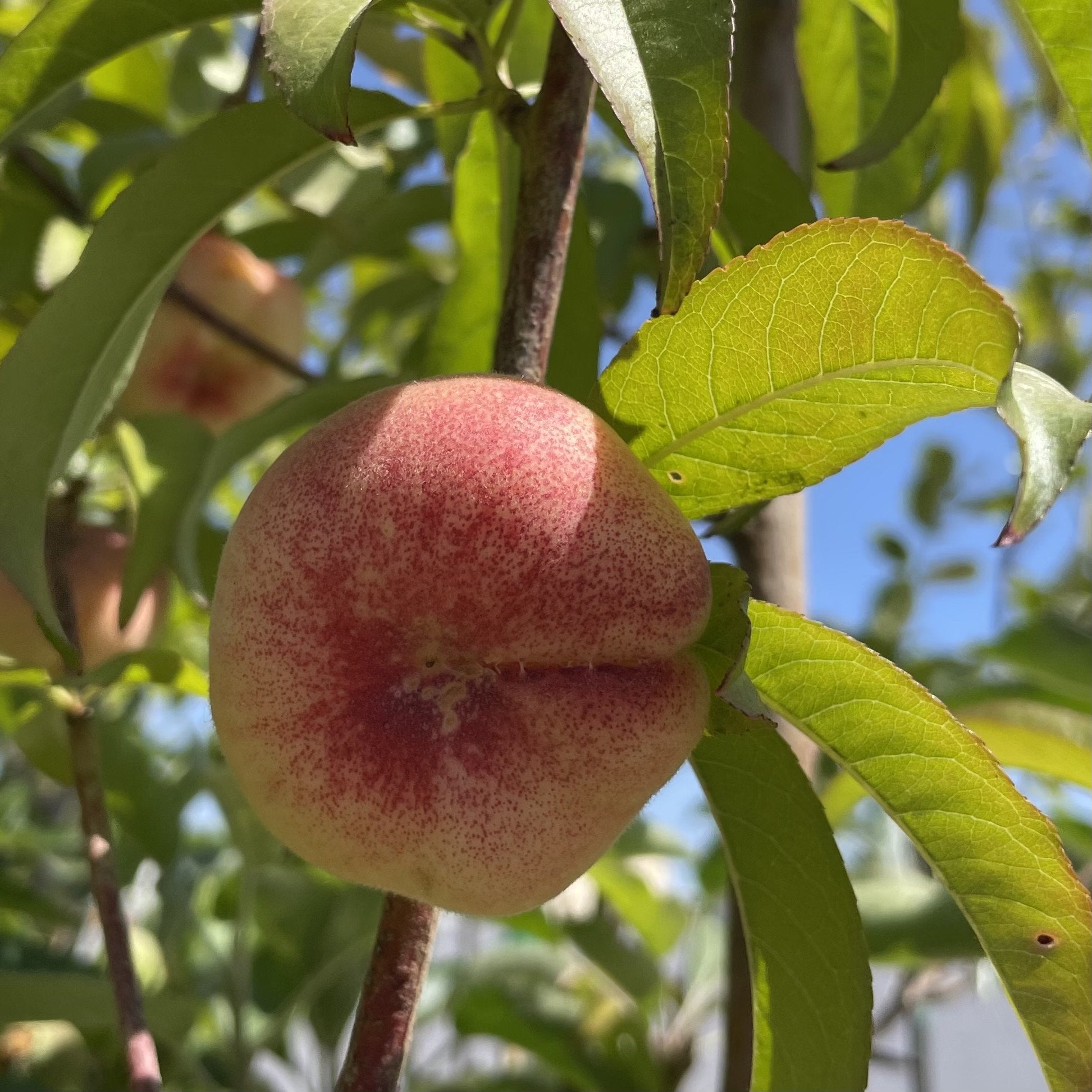 Stark Saturn Donut Peach | C&J Gardening Center