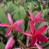 Pink Plumeria - C&J Gardening Center
