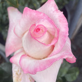 Secret Rose Shurb