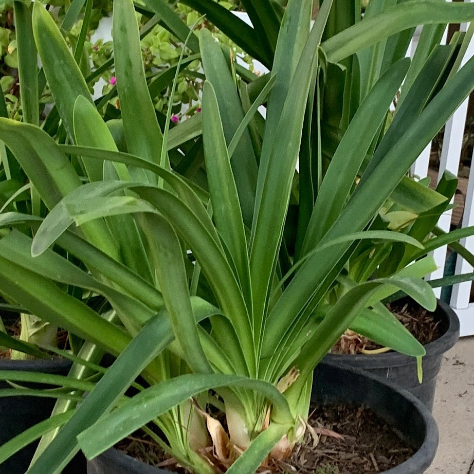 White Lily of the Nile Flower Shrub - 5 Gallon at C&J Gardening Center