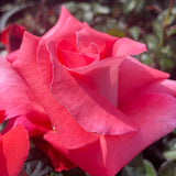 Touch of Class Rose Shrub