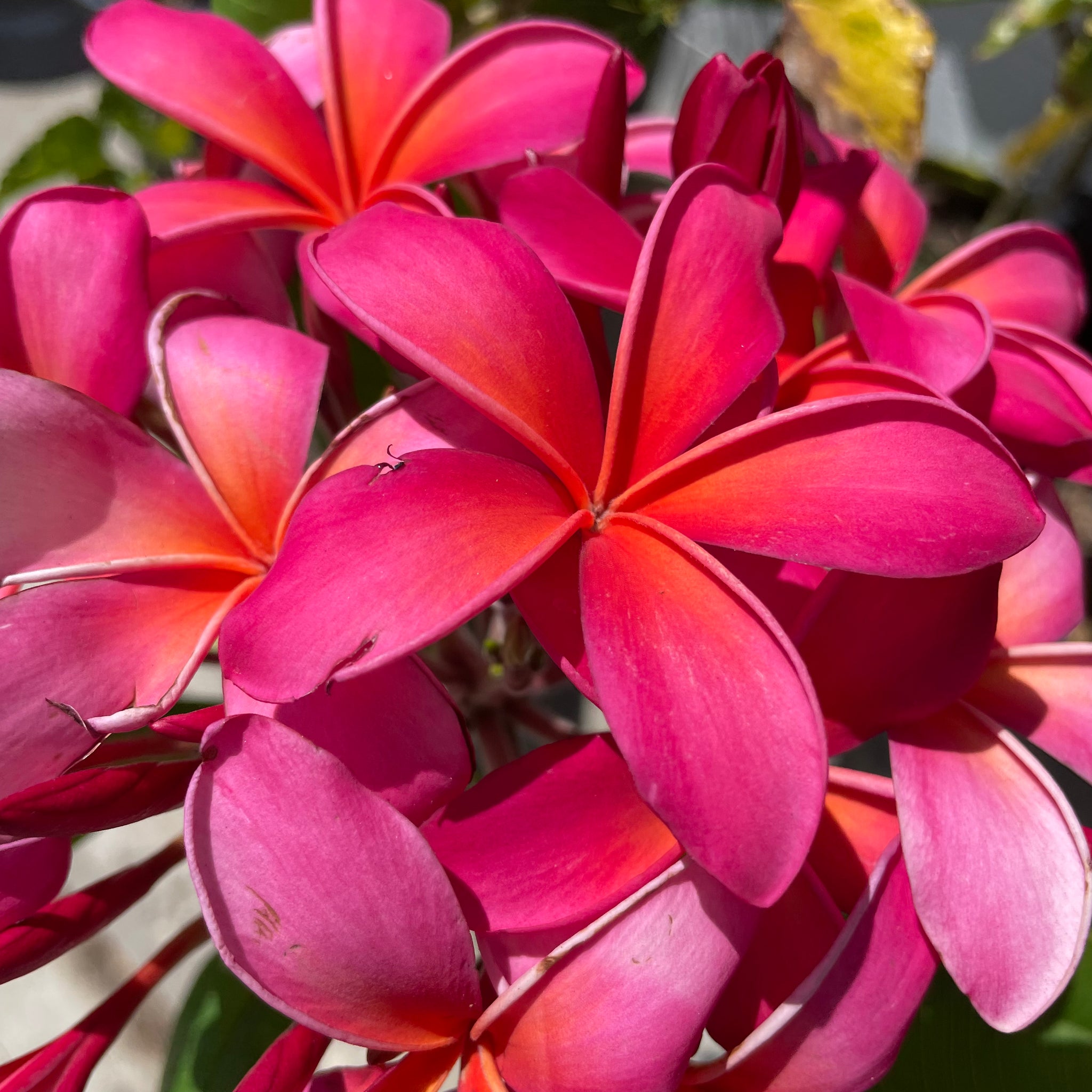 Dark Hot Pink Plumeria | C&J Gardening Center