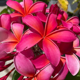 Pink Plumeria - C&J Gardening Center