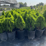 Dwarf Golden Arborvitae