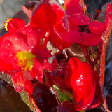 Begonia Dragon Wing Red