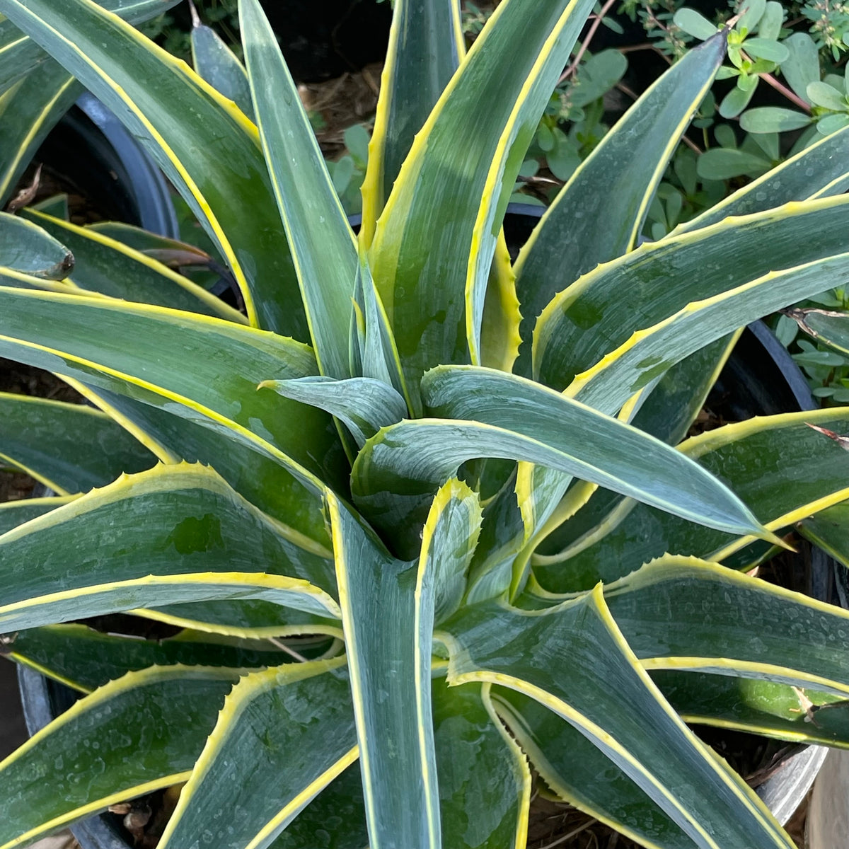 Variegated Smooth Agave | C&J Gardening Center
