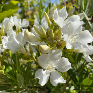 White Oleander - C&J Gardening Center