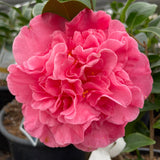 Marie Bracey Camellia