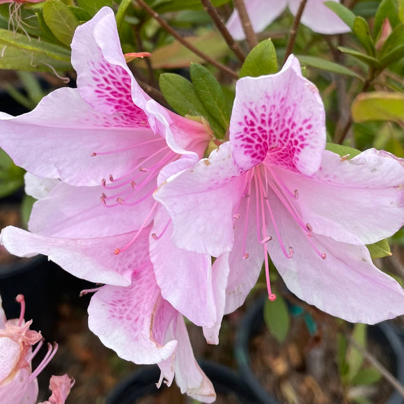 Pink Shade Azalea