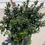 Pink Escallonia - C&J Gardening Center