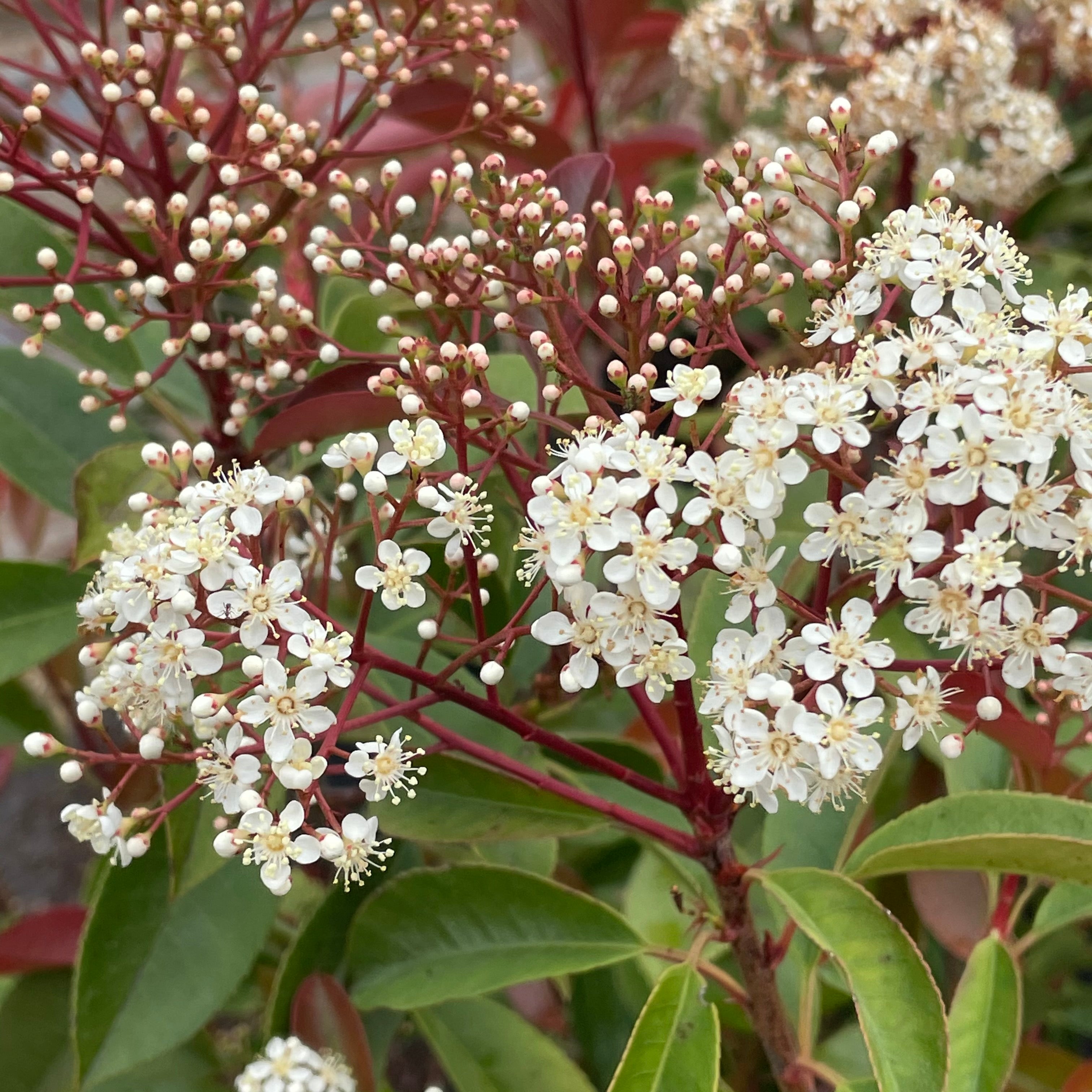 Red-Leaf Photinia Hedge Shrub - 15 Gallon at C&J Gardening Center