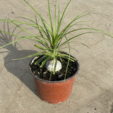 Ponytail Palm