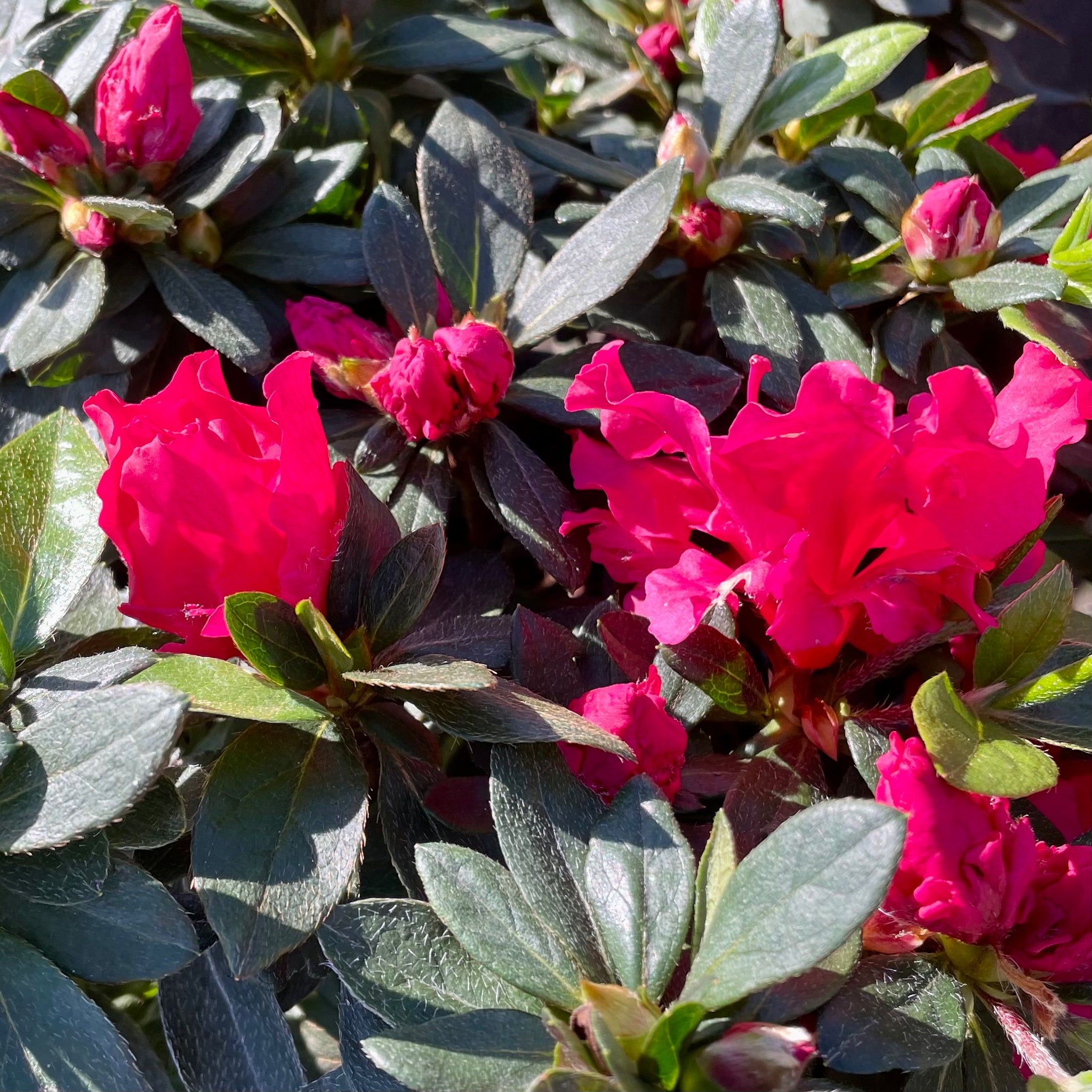 Red Azalea | C&J Gardening Center