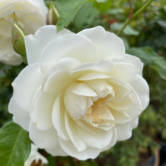 White Rose Tree