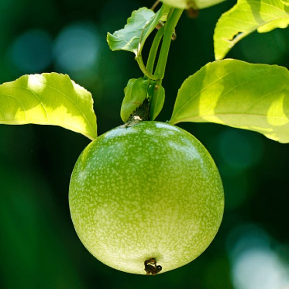Yellow Passion Fruit Exotic Fruit Tree - 5 Gallon Staked ( 2