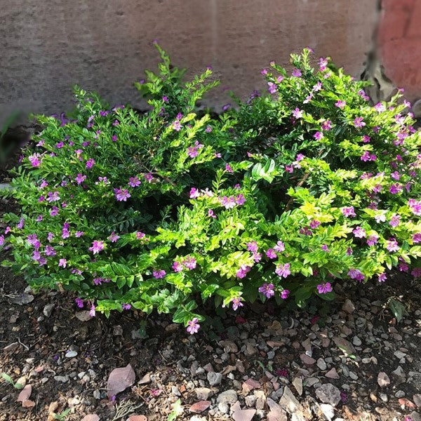 buy heather plants Mexican Heather Flower Shrub