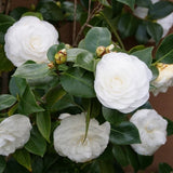 Nuccio's Gem Camellia