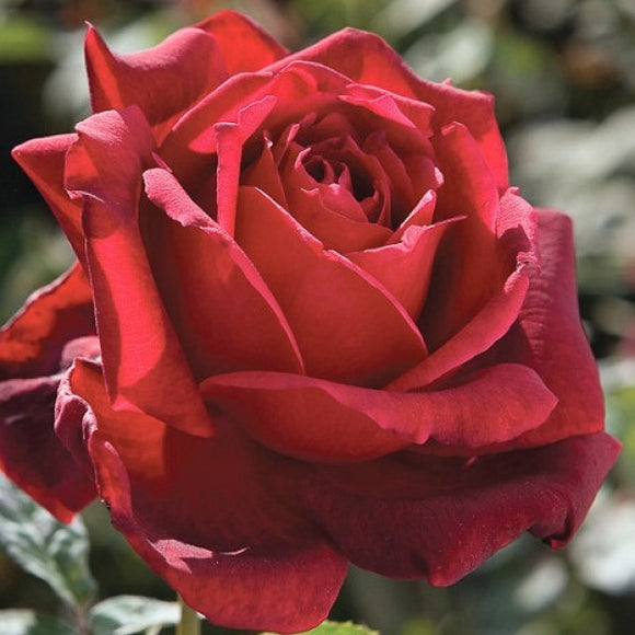 Oklahoma Red Rose Shrub