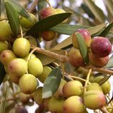 Arbequina 果橄欖