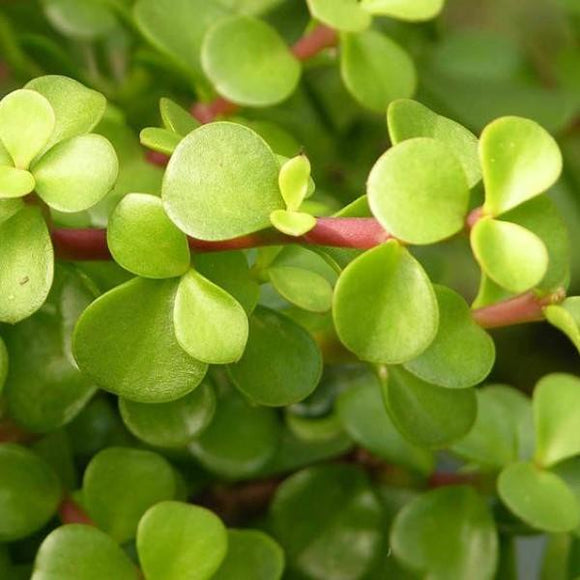elephant jade plant Elephant Bush Indoor Plant