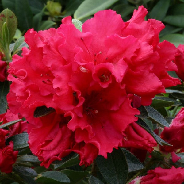 Red Shade Azalea | C&J Gardening Center