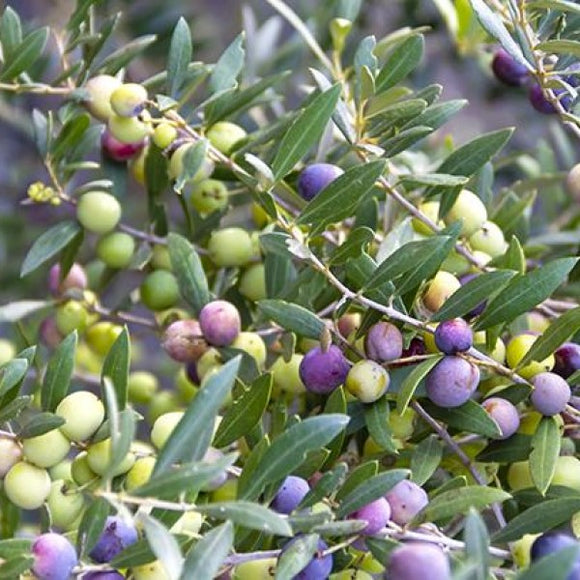 Arbequina 果橄欖