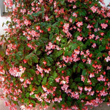 Begonia Richmondensis Pink - C&J Gardening Center