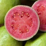 Ruby Supreme Guava