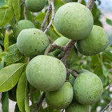 Suebelle Sapodilla - C&J Gardening Center