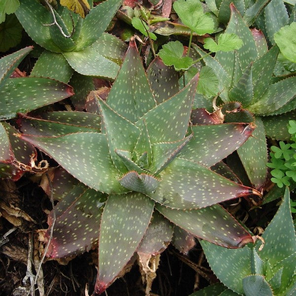 aloe vera plante Soap Aloe Desert