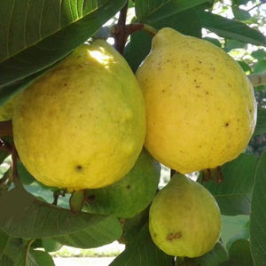 Tropic White Guava