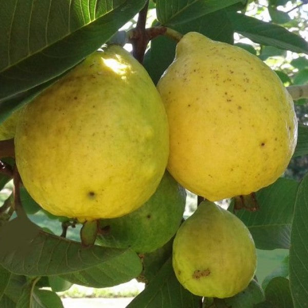 white guava tree