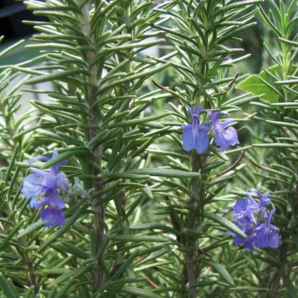 Tuscan Blue Upright Rosemary | C&J Gardening Center