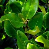 Wax Leaf Privet